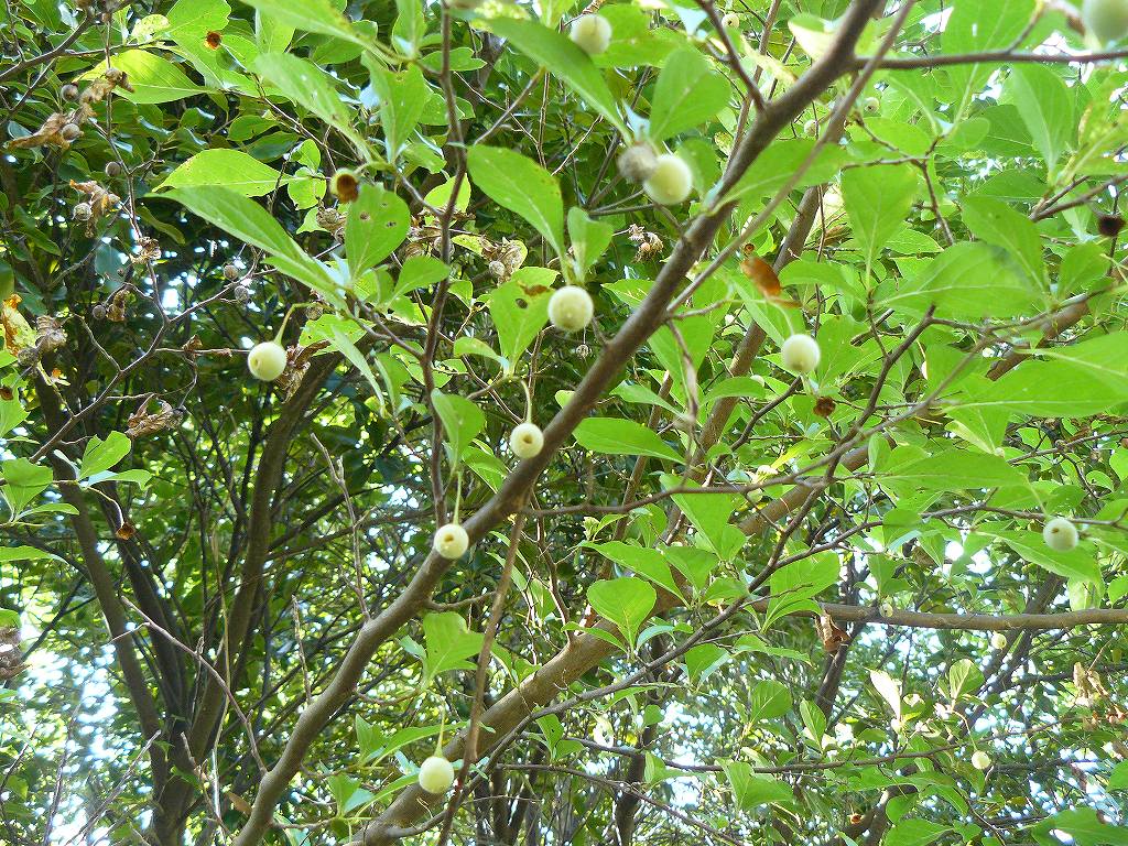 [ｴｺﾞﾉｷ実穴.jpg]