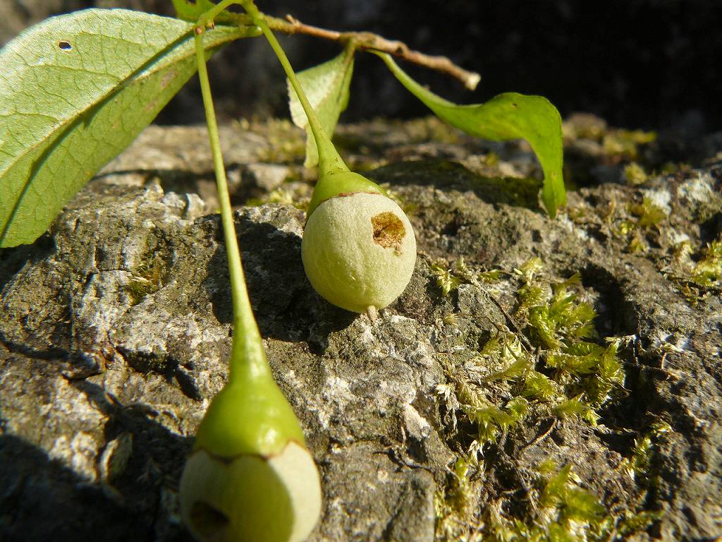 [ｴｺﾞﾉｷ実虫穴.jpg]