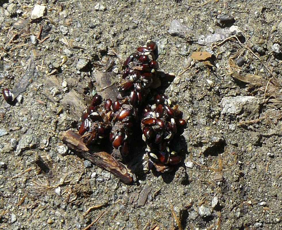 [ｱｹﾋﾞ種ﾃﾝ糞.jpg]