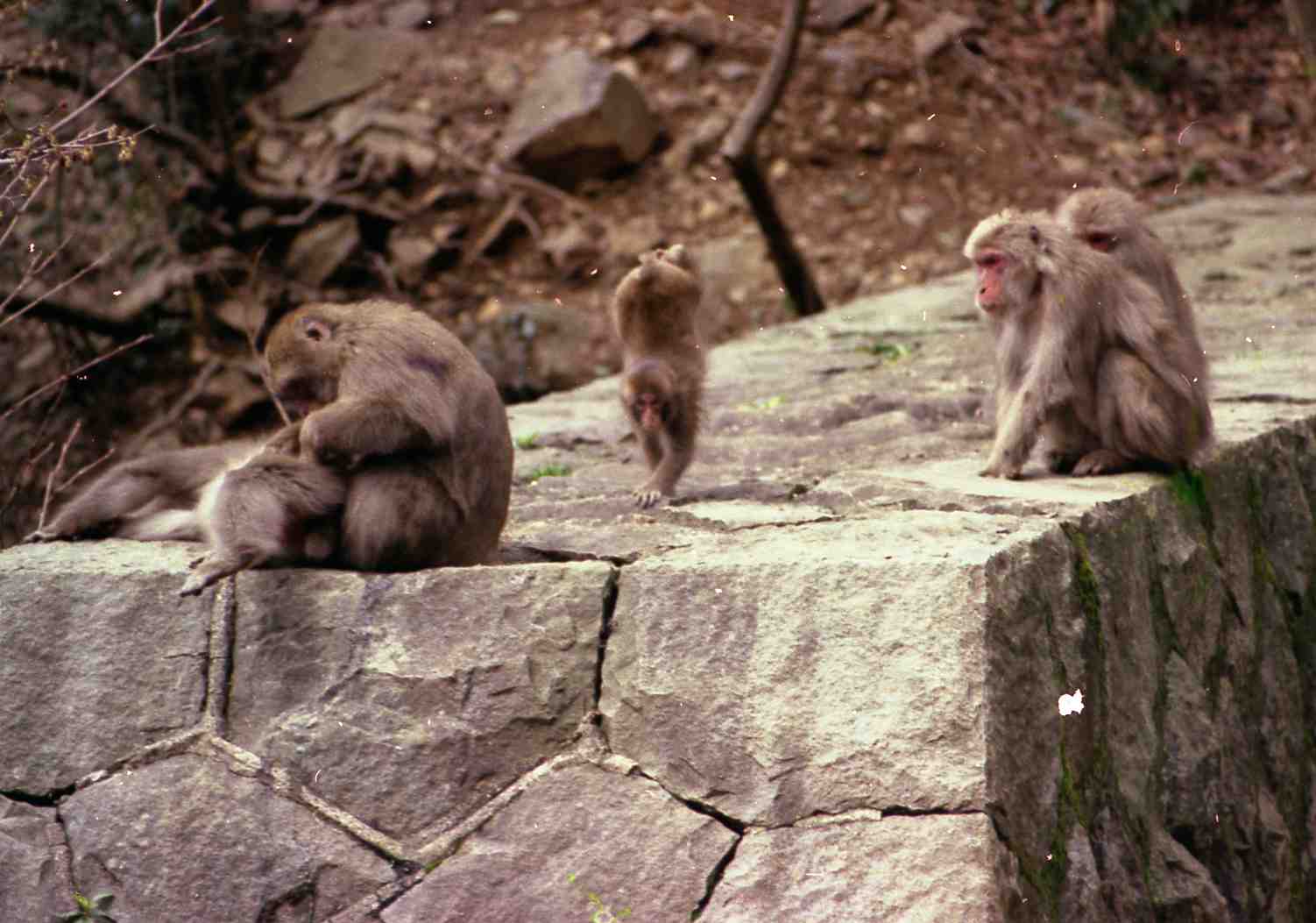 [19730305-逆立ち0407022.jpg]