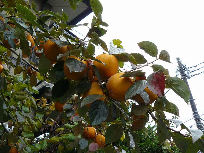 [柿.jpg]