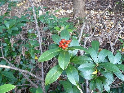 [ﾐﾔﾏｼｷﾐ実.jpg]