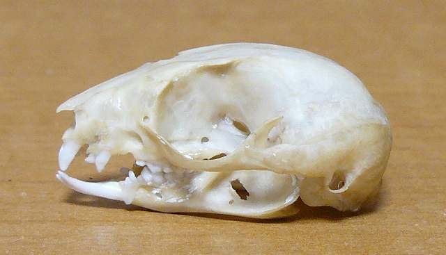 [側面下付き.jpg]