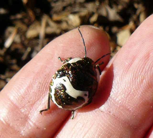 [ｱｶｽｼﾞｷﾝｶﾒﾑｼ幼虫.jpg]