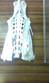 [20081123鳥の骨.jpg]