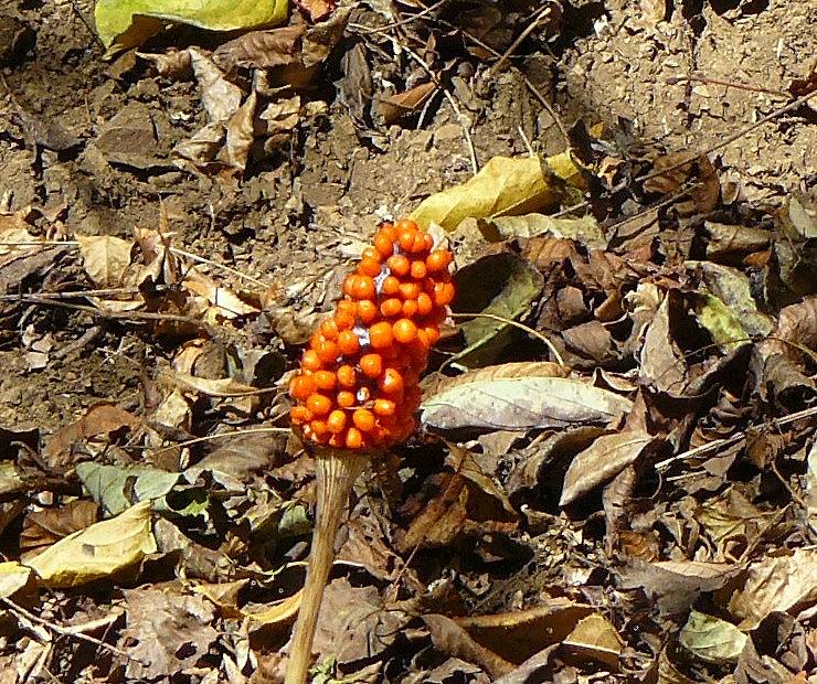 [マムシグサ.jpg]