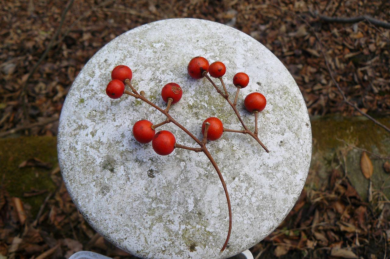 [イイギリの実.jpg]