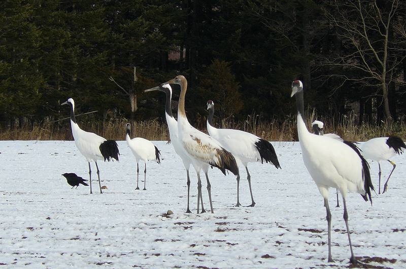 [同じ方向３.jpg]