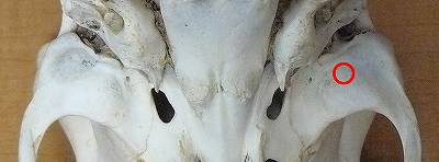 [ﾆﾎﾝｼﾞｶ下顎窩.jpg]