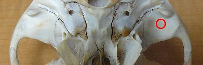 [ﾆﾎﾝｻﾞﾙ下顎窩.jpg]