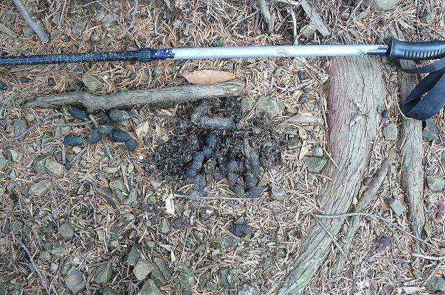 [タヌキタメ糞あり.jpg]