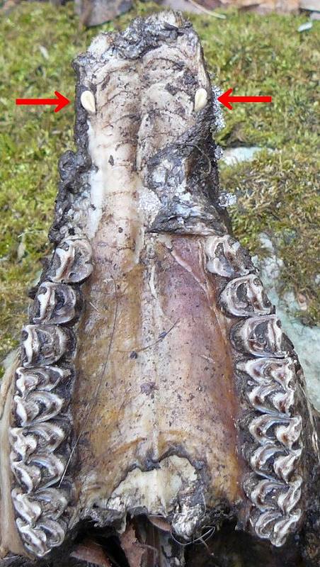 [ｼｶ犬歯裏から↓.jpg]