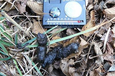 [キツネ糞２.jpg]