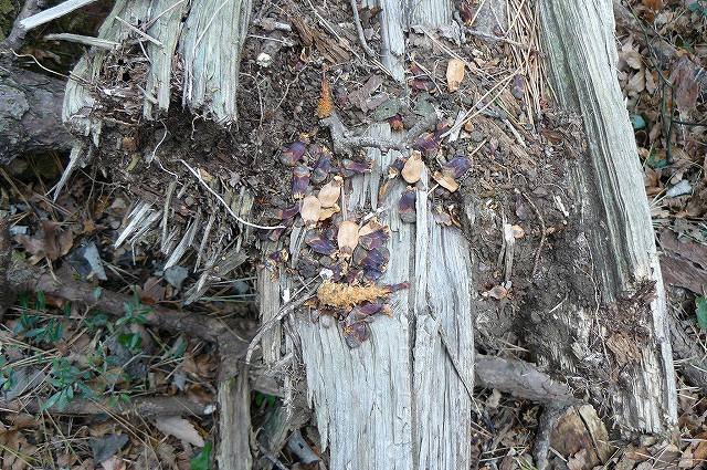 [ｴﾋﾞﾌﾗｲ1.jpg]