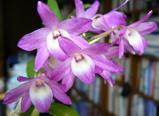 [20090216デンドロ.jpg]