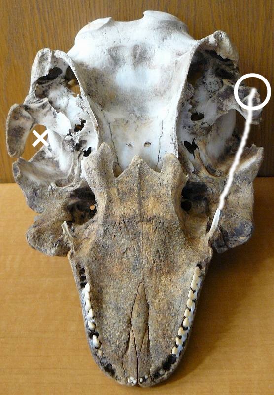 [スナメリ裏から.jpg]