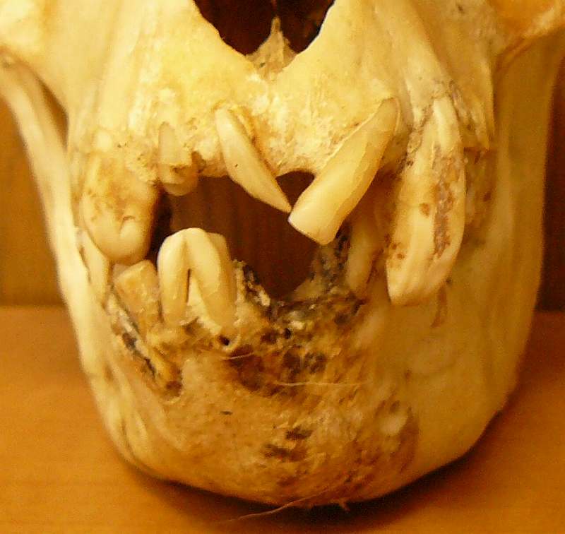 [老サル歯無し.jpg]