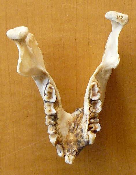 [サル下の歯.jpg]