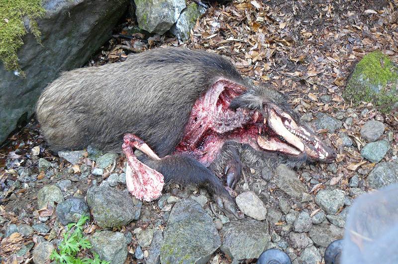 [P1090615ｲﾉｼｼ.jpg]