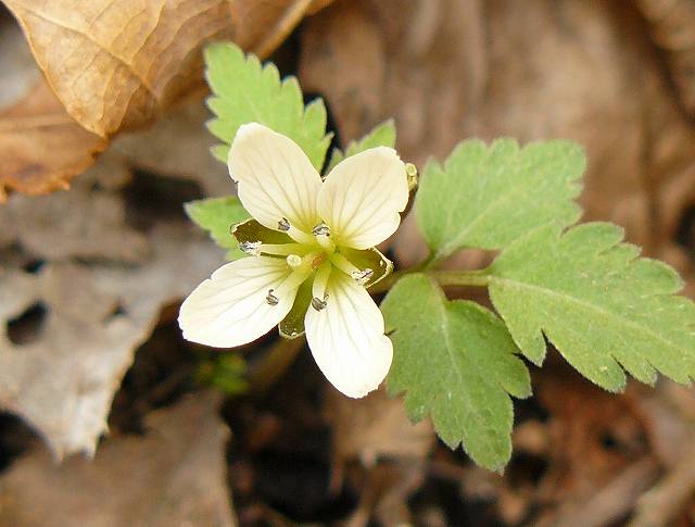 [ﾐﾂﾊﾞｺﾝﾛﾝｿう.jpg]