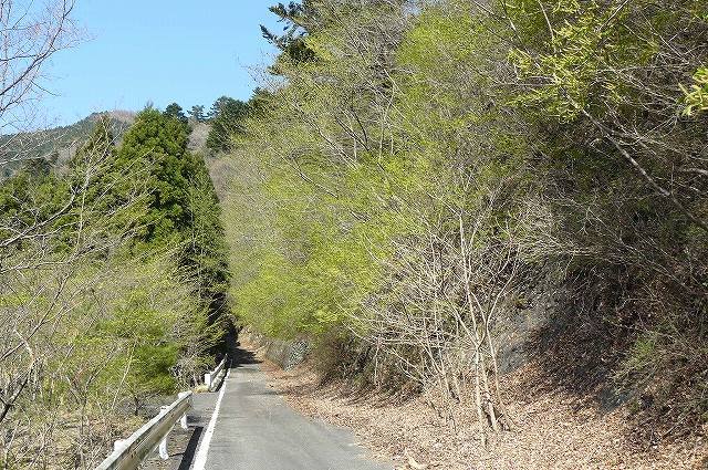 [林道とｼﾊﾞﾔﾅｷﾞ.jpg]