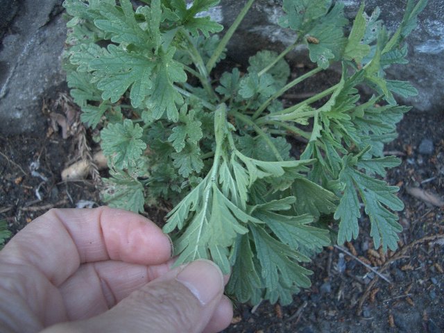 [CIMG3700メハジキ.jpg]