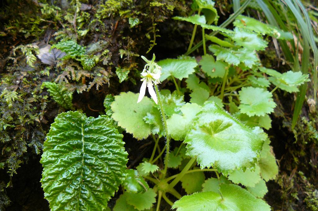 [ﾀﾞｲﾓﾝｼﾞｿｳ.jpg]