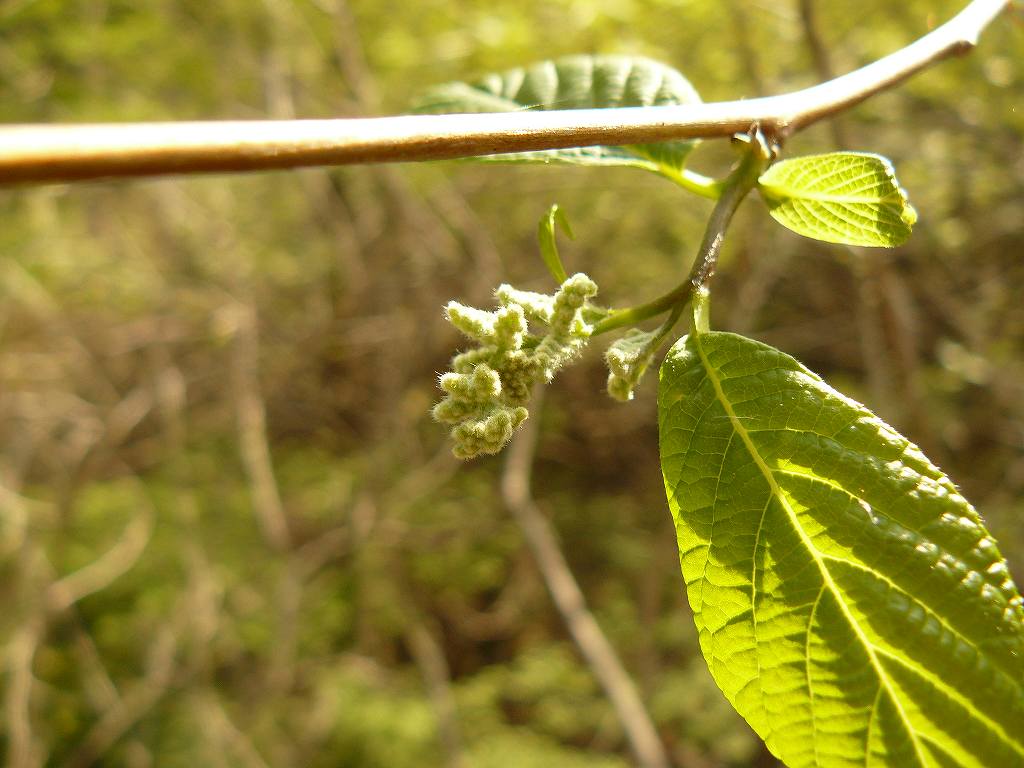 [ｵｵﾊﾞｱｻｶﾞﾗ.jpg]