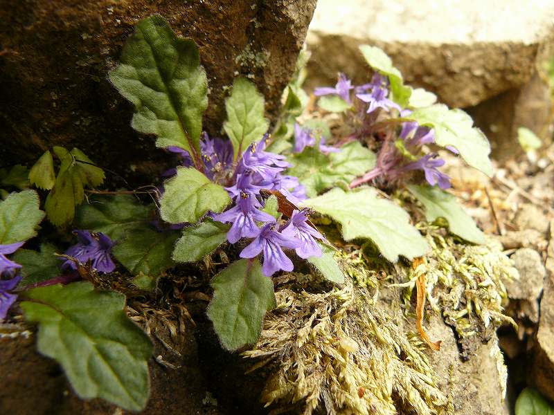 [ｷﾗﾝｿｳ１.jpg]