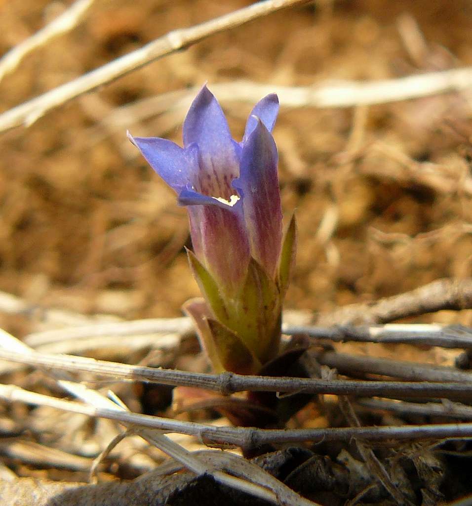 [春リンドウ.jpg]