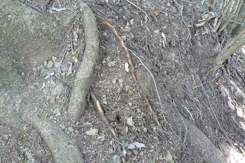 [食痕ｳｻｷﾞ2.jpg]