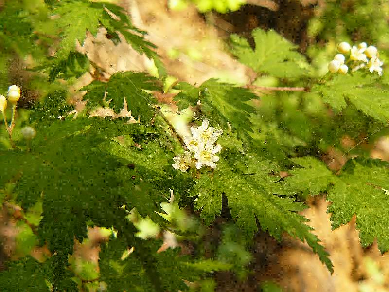 [ｶﾞｸｳﾂｷﾞ.jpg]