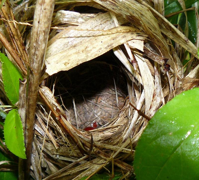 [カヤネズミコドモ？.jpg]