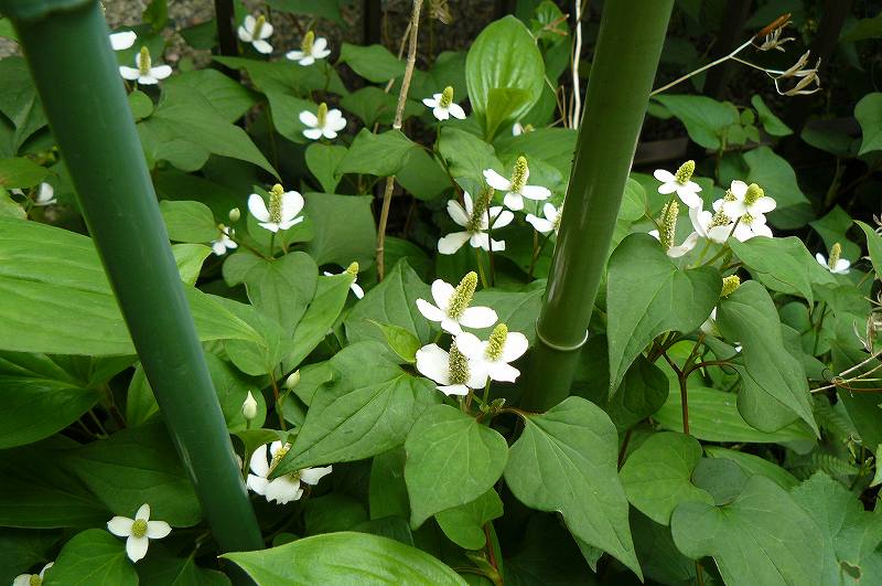 [ﾄﾞｸﾀﾞﾐ.jpg]