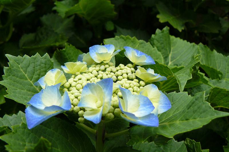 [ｱｼﾞｻｲ.jpg]