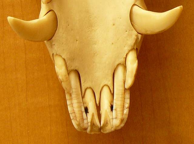 [ｲﾉｼｼ下切歯.jpg]