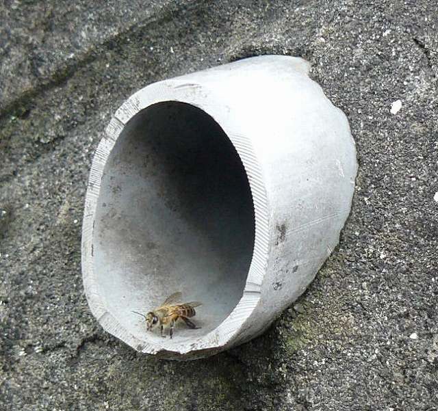 [土管ハチ1.jpg]