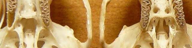 [湯河原ﾔﾁﾈｽﾞﾐ拡大.jpg]