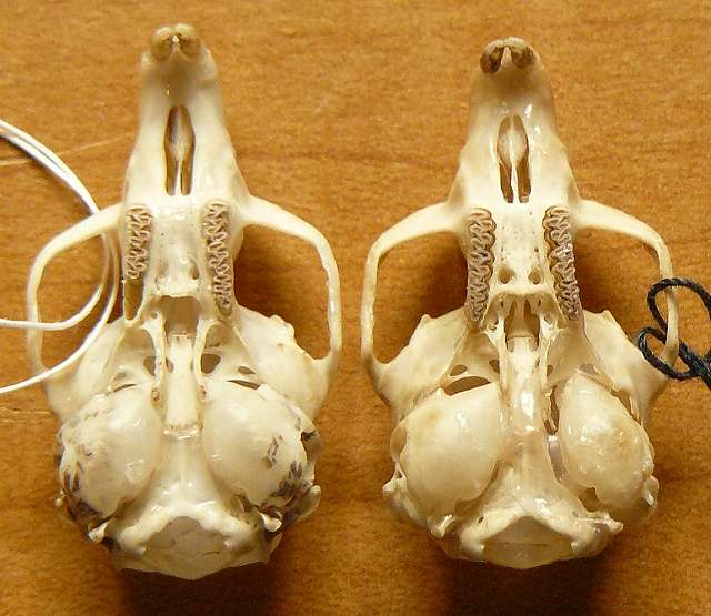 [湯河原ﾔﾁﾈｽﾞﾐ.jpg]