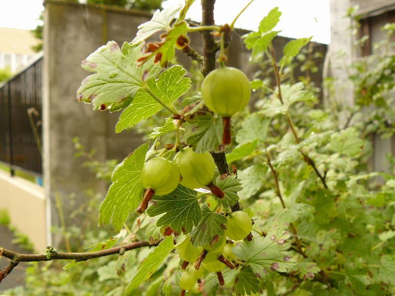 [ｸﾞｽﾞﾍﾞﾘ1.jpg]