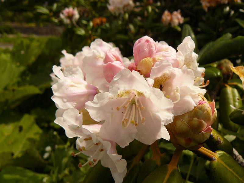 [ｼｬｸﾅｹﾞ１.jpg]