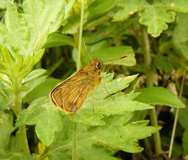 [ﾍﾘｸﾞﾛﾁｬﾊﾞﾈｾｾﾘ大.jpg]