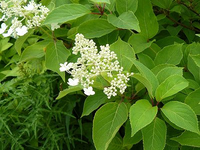 [ノリウツギ.jpg]