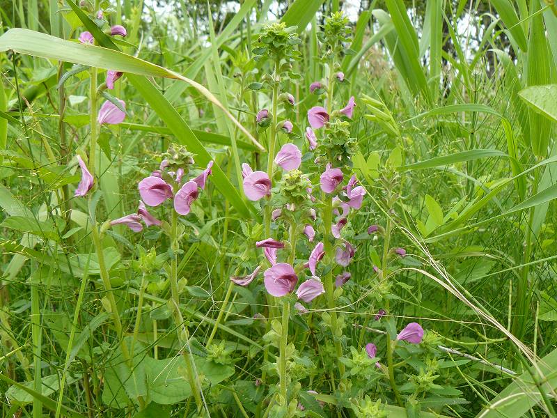 [ｼｵｶﾞﾏｷﾞｸ２.jpg]