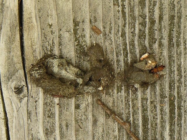 [ｷﾂﾈ糞+(2).jpg]