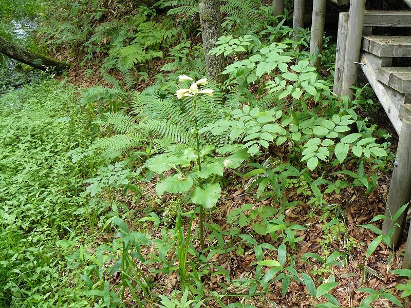 [ｳﾊﾞﾕﾘ３.jpg]