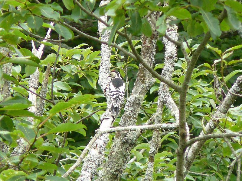 [ｱｶｹﾞﾗ.jpg]