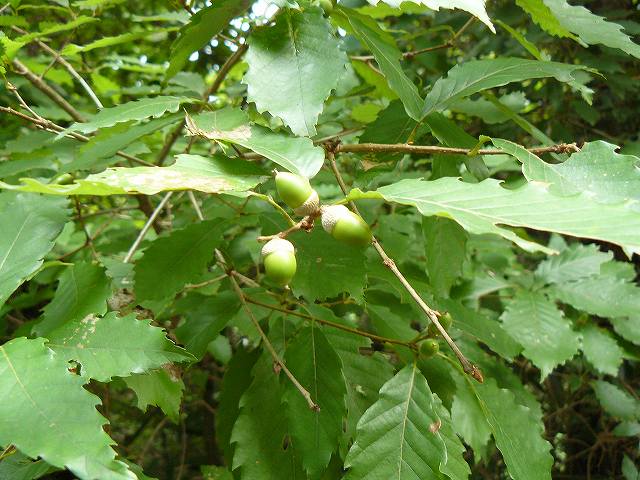 [ｺﾅﾗの実.jpg]