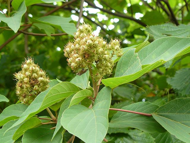 [ｱｶﾒｶﾞｼﾜの実.jpg]