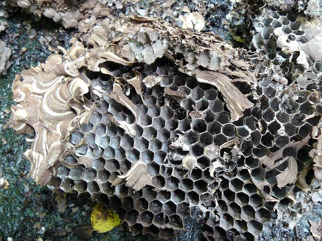 [ｸﾛｱﾘが卵を運ぶ出す.jpg]